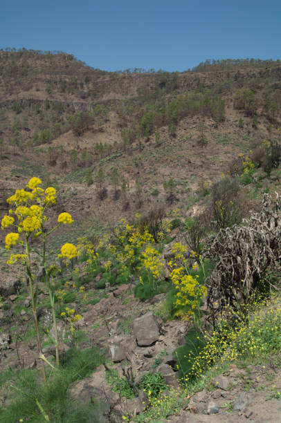 istock Landscape with plants of Ferula linkii in flower. 1220162417