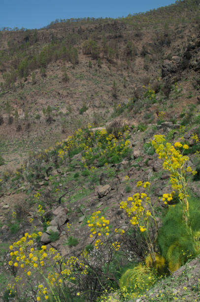 istock Landscape with plants of Ferula linkii in flower. 1220162432