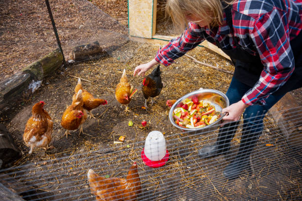 Pampered backyard chickens A woman feeding her backyard chickens lovely healthy fruit and vegetable scraps. feeding chickens stock pictures, royalty-free photos & images