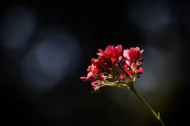 A red flower shoot during daytime with dark background