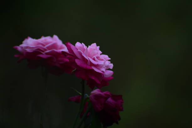 Red and pink coloured rose with dark background shoot at low aperture