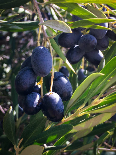 istock Ripe Black Olives Growing On Olive Tree Branch 1220164388