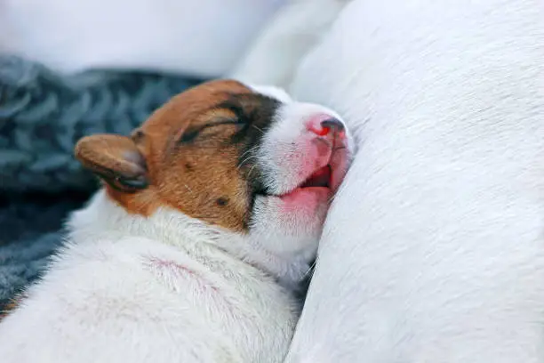 Photo of head little puppy jack russell terrier sleeping on his mom with open mouth. Childhood. Close-up