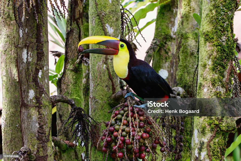 Chestnut-mandibled toucan  in Tortuguero National Park Chestnut-mandibled toucan or Swainson’s toucan, Ramphastos ambiguus swainsonii. Yellow-throated toucan in a palm tree to eat palm nuts in Tortuguero National Park, Сentral America, Costa Rica Tortuguero National Park Stock Photo