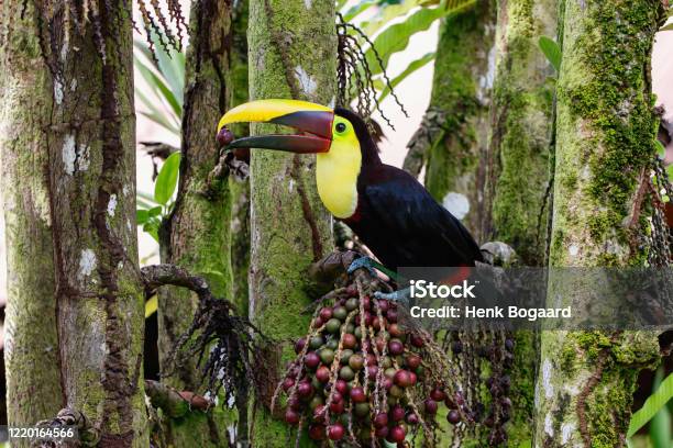 Chestnutmandibled Toucan In Tortuguero National Park Stock Photo - Download Image Now