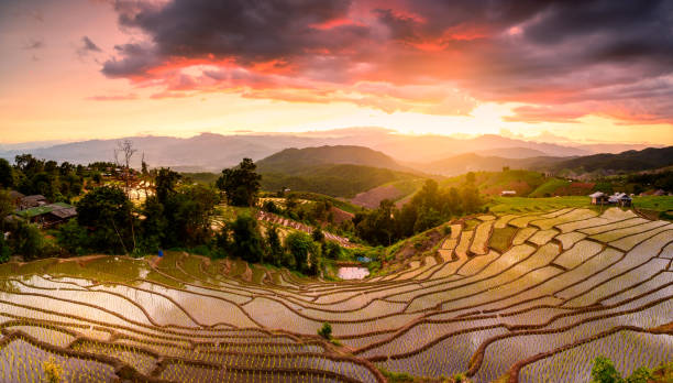 istock Sunset rice fields in Ban Pong Pian in Chiang Mai, Thailand 1220165676
