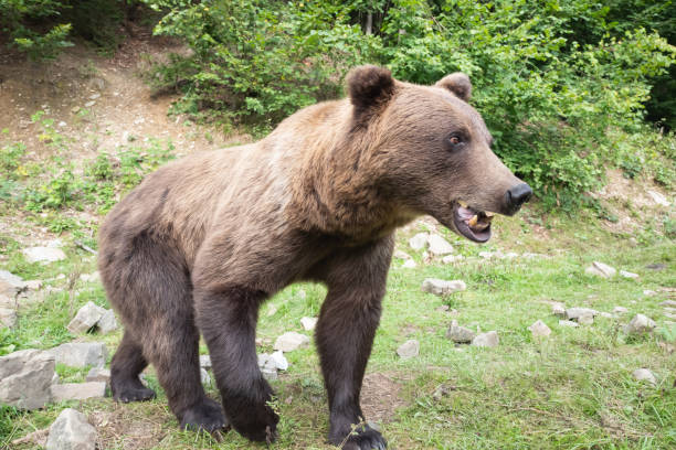 istock Brown bear stands in the background of the forest 1220165985