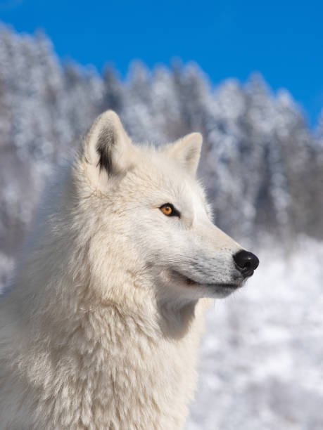 istock Arctic Wolf on a background of a forest. 1220165991