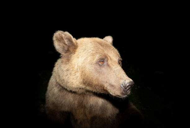 istock Portrait of a bear on a black 1220165992