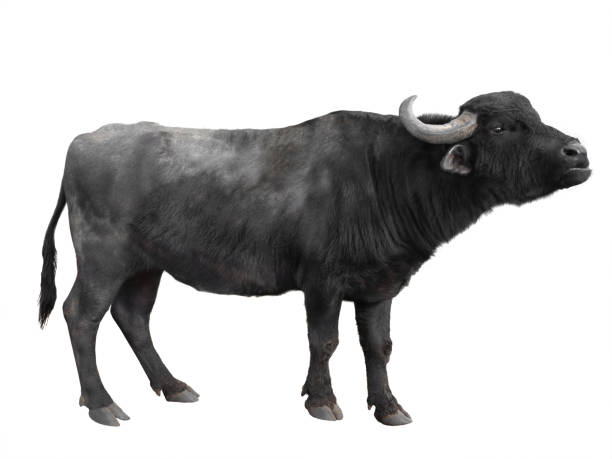 istock Carpathian buffalo isolated on a white 1220166117