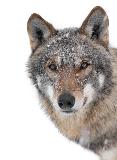 istock Winter wolf portrait isolated on a white 1220166118