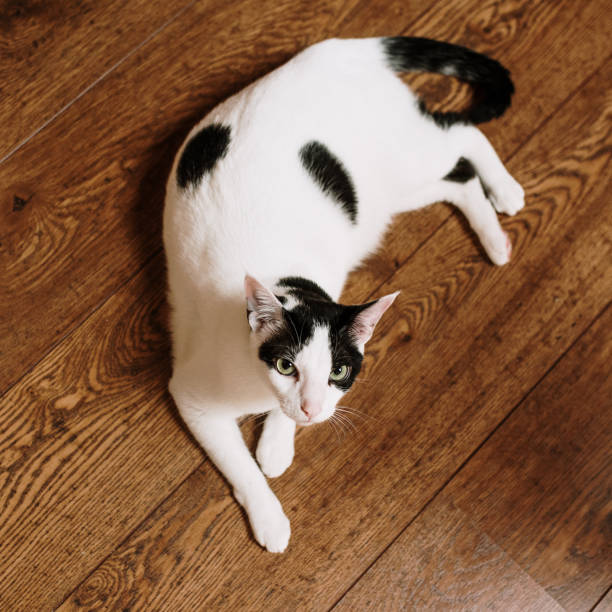 istock Black and white cat lying on the floor 1220167078