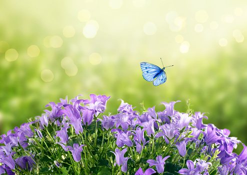 Mysterious spring or summer card with blooming fantasy bluebells campanula flowers blossom and flying blue butterfly with glowing sparkle bokeh on sunny bright green background
