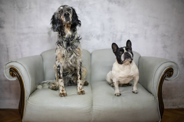 istock Two dogs on a sofa stock photo 1220168092