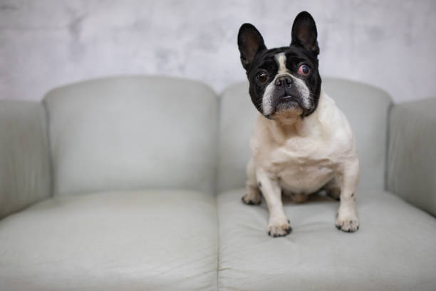 An adorable French Bulldog is sitting on a classic sofa