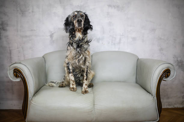 Portrait of an adorable Irish setter on the grass outdoors.