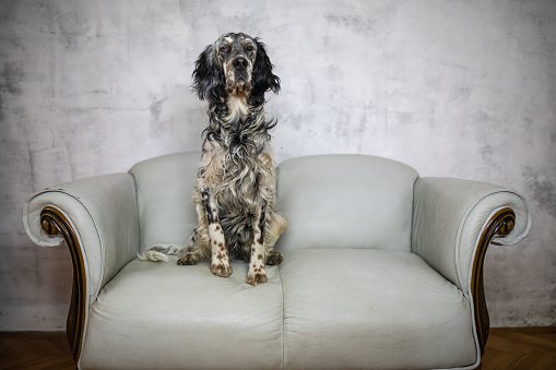 A beautiful English Setter is sitting on a classic sofa
