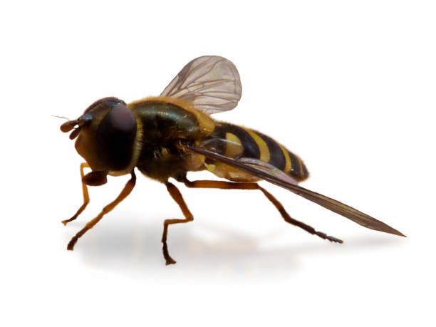 istock Black And Yellow Striped Hoverfly Cut Out White Background With Shadow 1220168720