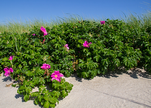 Beach Roses of Cape Cod
