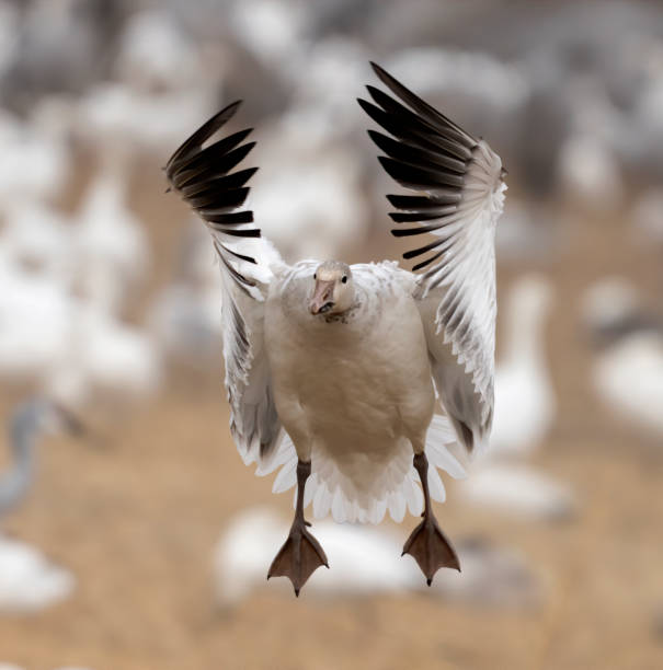 Snow Goose Landing stock photo
