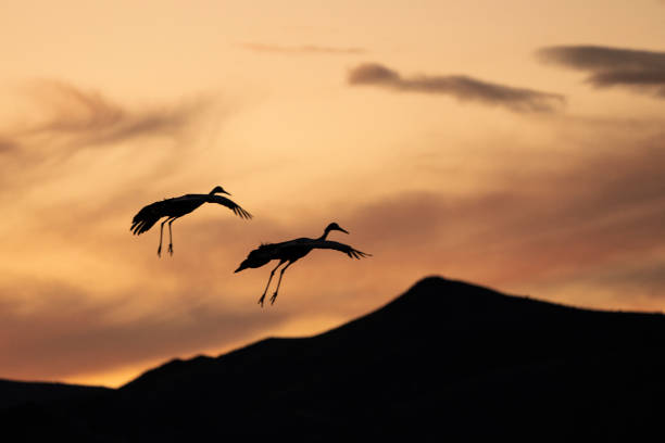 A golden sunset silhouettes the mountain range with shades of orange and gold. Three sandhill cranes are flying across the golden sky.