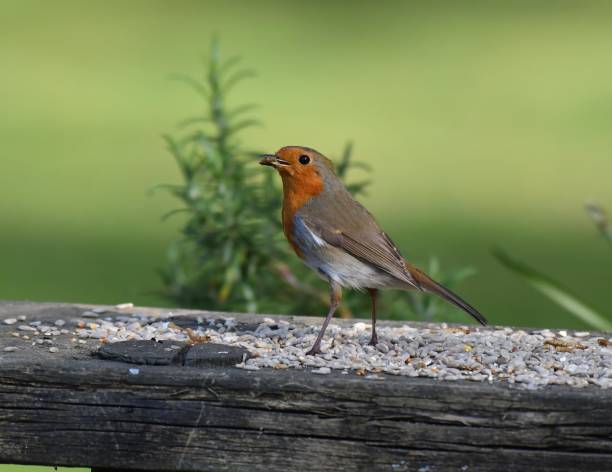 istock Robin red breast posing on the garden bench 1220171513
