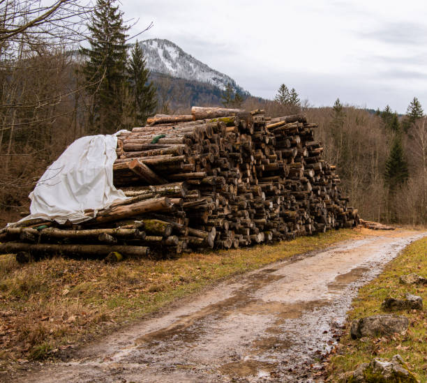 istock deforestation wood pile ecological problem human corruption about nature concept picture from European Union territory in alps mountains scenic environment 1220171784