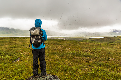 During a summer storm a massive mosquito swarm engulfs a hiker on the tundra in the arctic. Galbraith Lake, Dalton highway, Alaska.