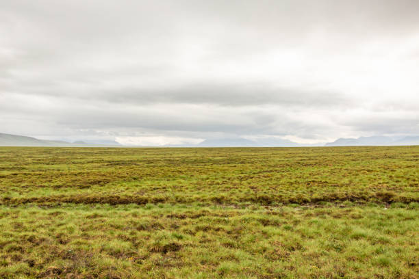 el extenso mosquetero en el ártico de alaska a lo largo de la carretera dalton. - brooks range fotografías e imágenes de stock