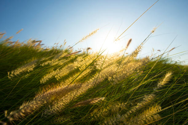 istock grass flowers and sunny blue sky background. 1220172730