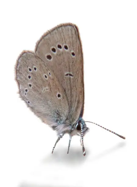 A small blue, silver and beige colored butterfly, a Silver-Studded Blue Butterfly, with closed wings, cut out on a white background with a shadow.  It has a brown beige color with black spots on the underside of its wings and a beautiful silver blue hairy body, head and antenna.