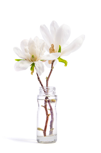 Beautiful delicate white magnolia in glass bottle isolated on white background