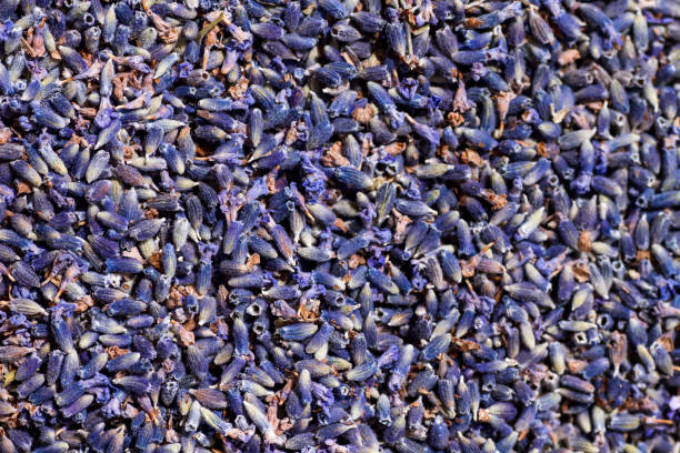 сухие цветы лаванды - lavender lavender coloured flower homeopathic medicine стоковые фото и изображения