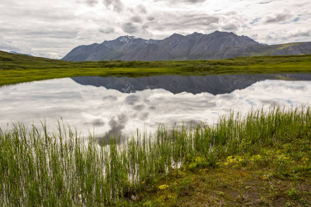 The Brooks Range and cloudy sky's reflected in a thermokarst in Alaska's Arctic National Wildlife Refuge. A thermokarst sits in the muskeg reflecting the Brooks range in its still waters on as moody summer day. Arctic National Wildlife Refuge just off the Dalton Highway, Alaska. national wildlife reserve stock pictures, royalty-free photos & images