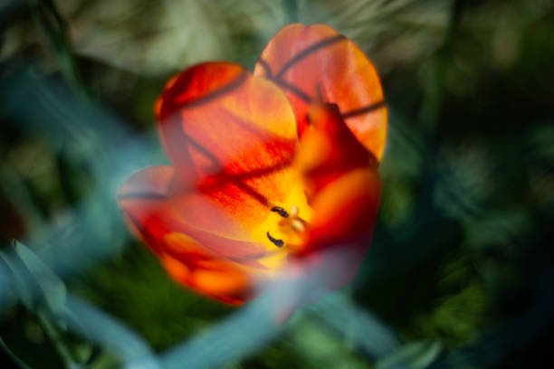 Tulips blooming in the city.