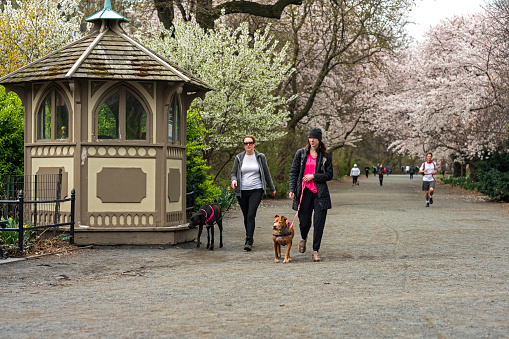 New York, NY, USA - April 5, 2020: Two women walk with dogs on the bridle path encircling the Jacqueline Kennedy Onassis Reservoir in Manhattan's Central Park.