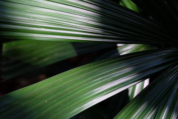 istock Tropical palm leaf skin with green color pattern  and sun light shadow for background texture 1220175462