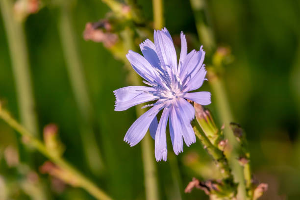 planta chicória com flor azul - uncultivated flower chicory cornflower - fotografias e filmes do acervo