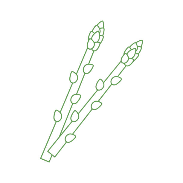 ilustrações, clipart, desenhos animados e ícones de ilustração do estoque de vetor de brunch de aspargos - asparagus