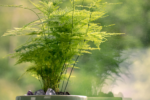 Detail of fresh green leaves. Green leaves of houseplant. Asparagus fern close-up. Greenery background.