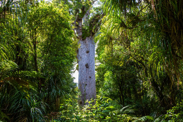 Agatis australis. Nature parks of New Zeland. Waipoua kauri forest. Agatis australis. Nature parks of New Zeland. Waipoua kauri forest. waipoua forest stock pictures, royalty-free photos & images