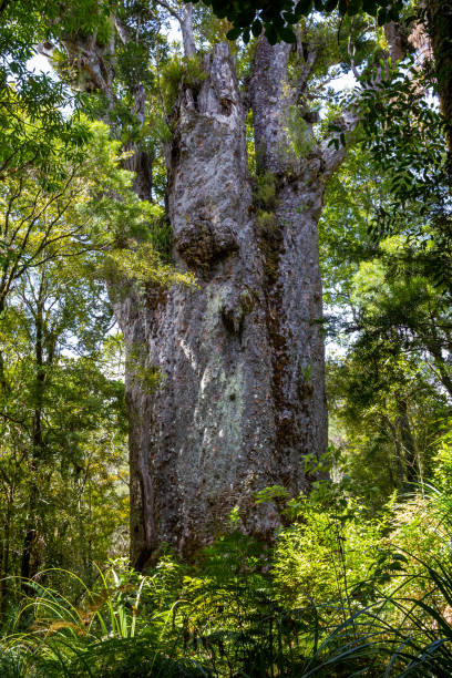 Waipoua kauri forest.  Giant tree Kauri. Nature parks of New Zeland. Portrait of tree. Nature parks of New Zeland. Waipoua kauri forest. waipoua forest stock pictures, royalty-free photos & images