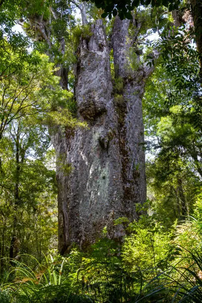Portrait of tree. Nature parks of New Zeland. Waipoua kauri forest.