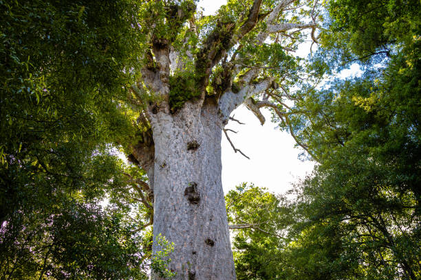 Waipoua kauri forest.  Portrait of tree. Nature parks of New Zeland. Portrait of tree. Nature parks of New Zeland. Waipoua kauri forest. waipoua forest stock pictures, royalty-free photos & images