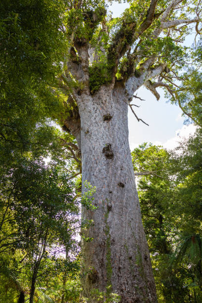 istock Portrait of tree. Waipoua kauri forest. 1220176939