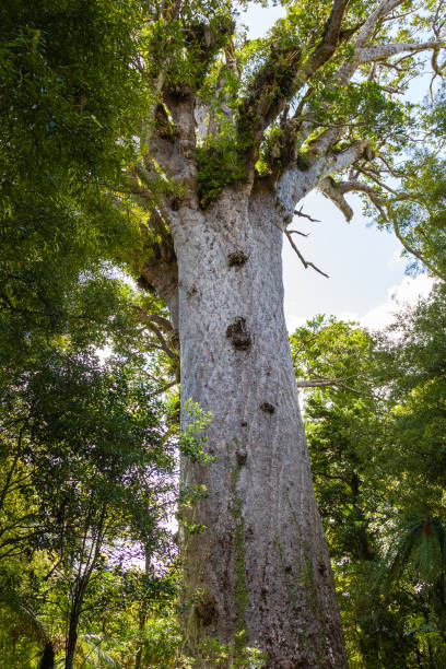 Portrait of tree. Waipoua kauri forest. Portrait of tree. Nature parks of New Zeland. Waipoua kauri forest. waipoua forest stock pictures, royalty-free photos & images