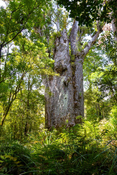 Waipoua kauri forest.  Kauri tree. Nature parks of New Zeland. Portrait of tree. Nature parks of New Zeland. Waipoua kauri forest. waipoua forest stock pictures, royalty-free photos & images