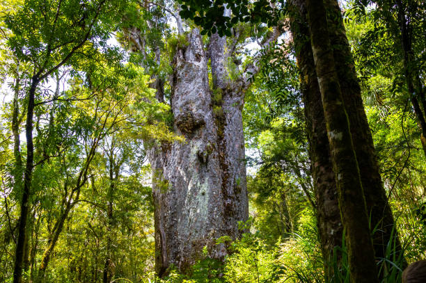 Forest giants. Waipoua kauri forest. Nature parks of New Zeland. Forest giants. Waipoua kauri forest. Nature parks of New Zeland. waipoua forest stock pictures, royalty-free photos & images