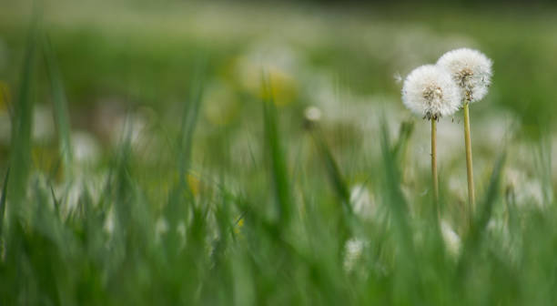 istock Dandelion- Taraxacum on the field 1220177848