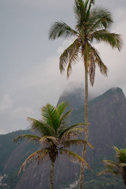 istock Tall palm trees on the beach with mountains behind them 1220179456